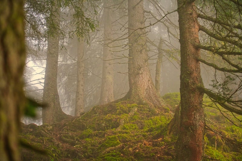 Lush Forest Landscape