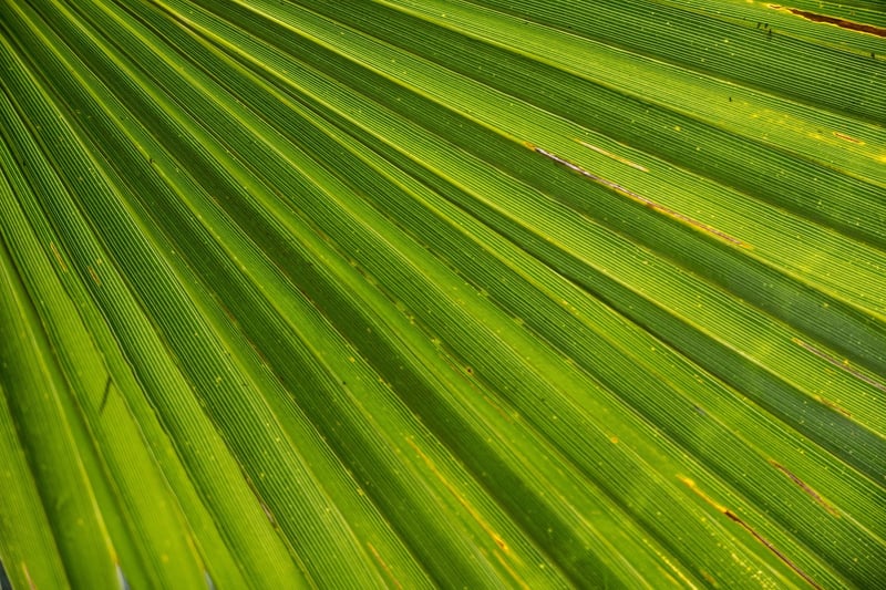 Palm Trees